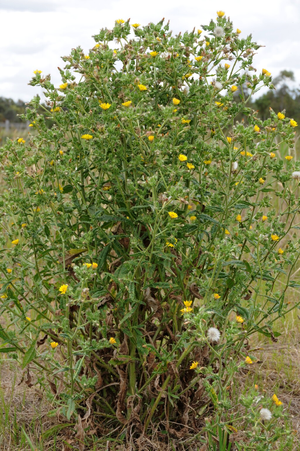 Helminthotheca (hero image)