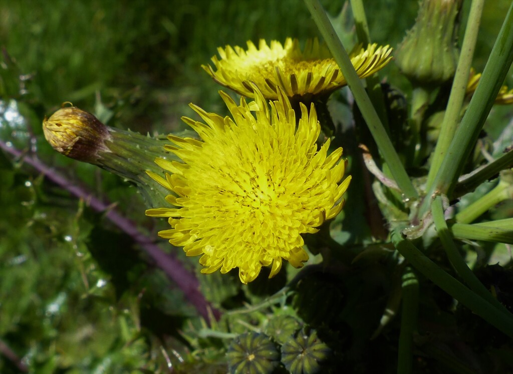 Sonchus (hero image)