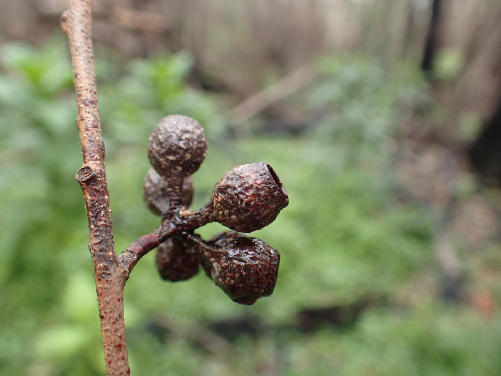 Eucalyptus fraxinoides (hero image)