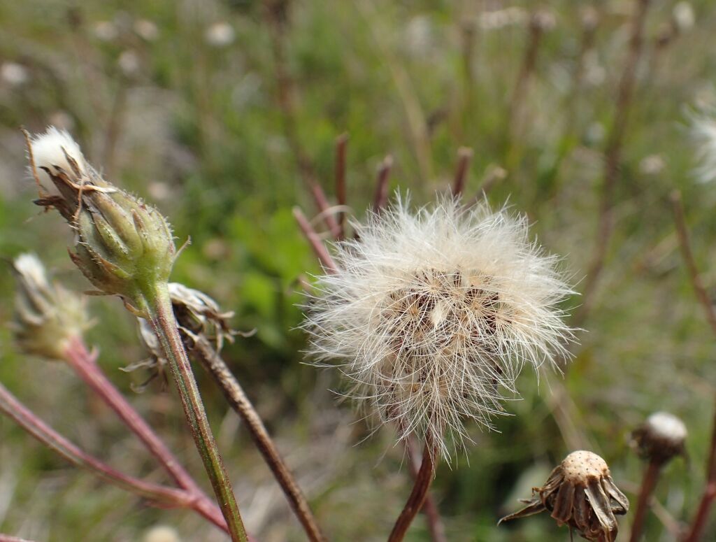 Picris angustifolia subsp. merxmuelleri (hero image)