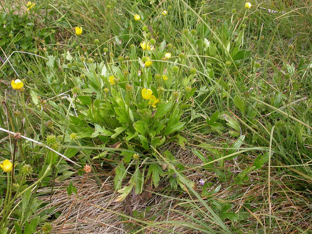 Ranunculus victoriensis (hero image)