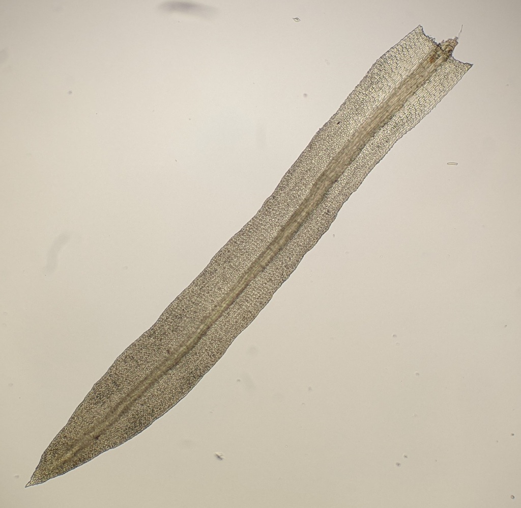 Anoectangium (hero image)