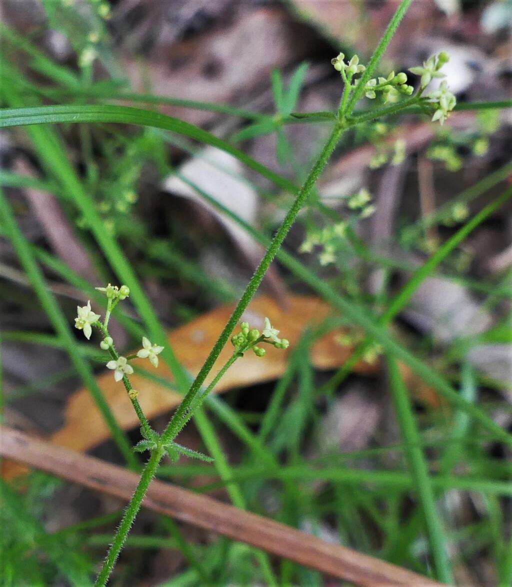 Galium polyanthum (hero image)