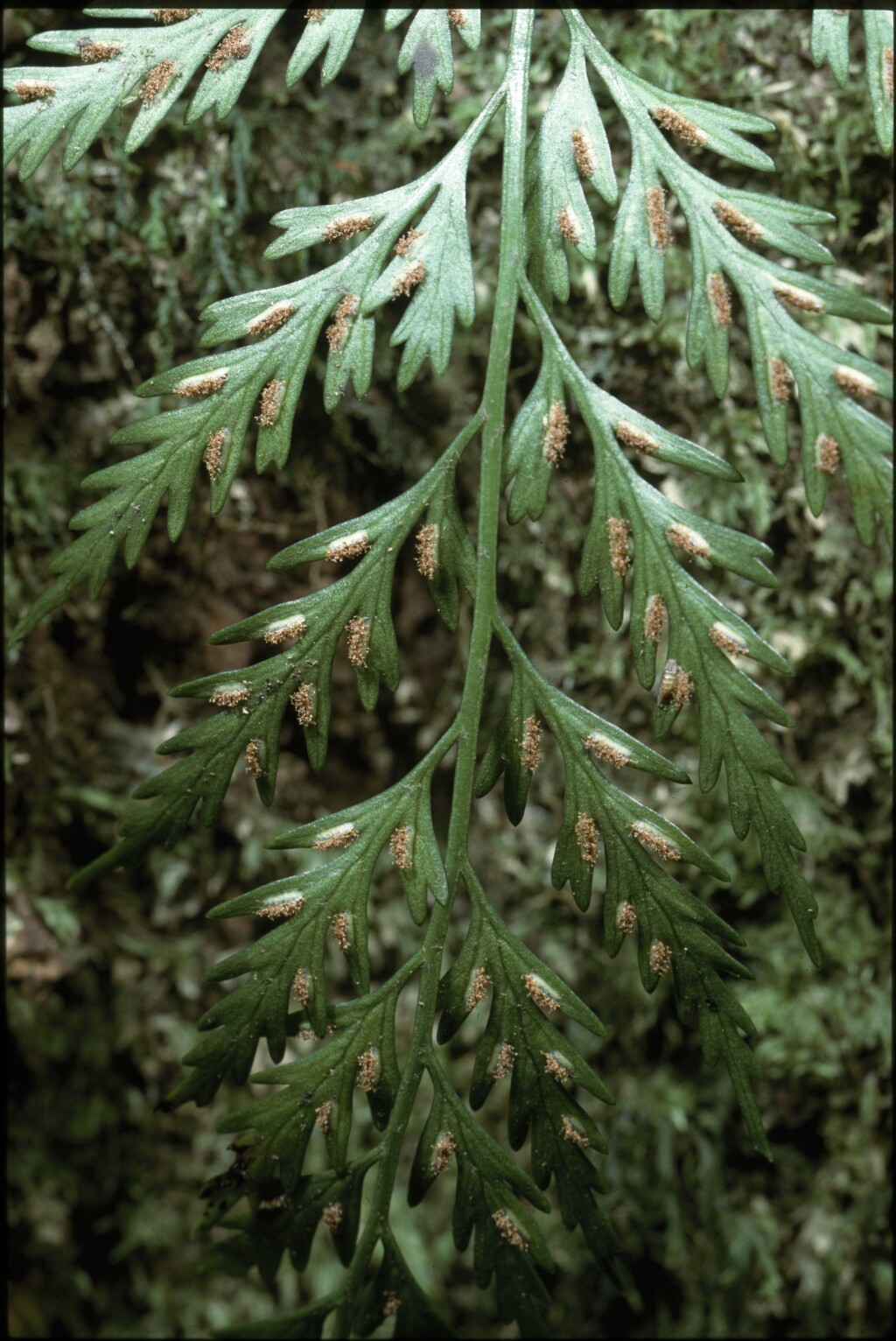 Asplenium appendiculatum (hero image)