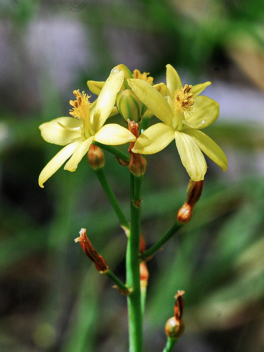 Bulbine semibarbata (hero image)