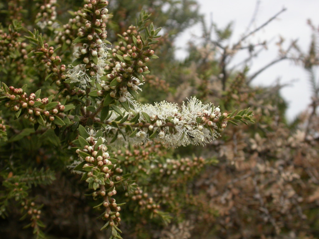 Melaleuca lanceolata (hero image)