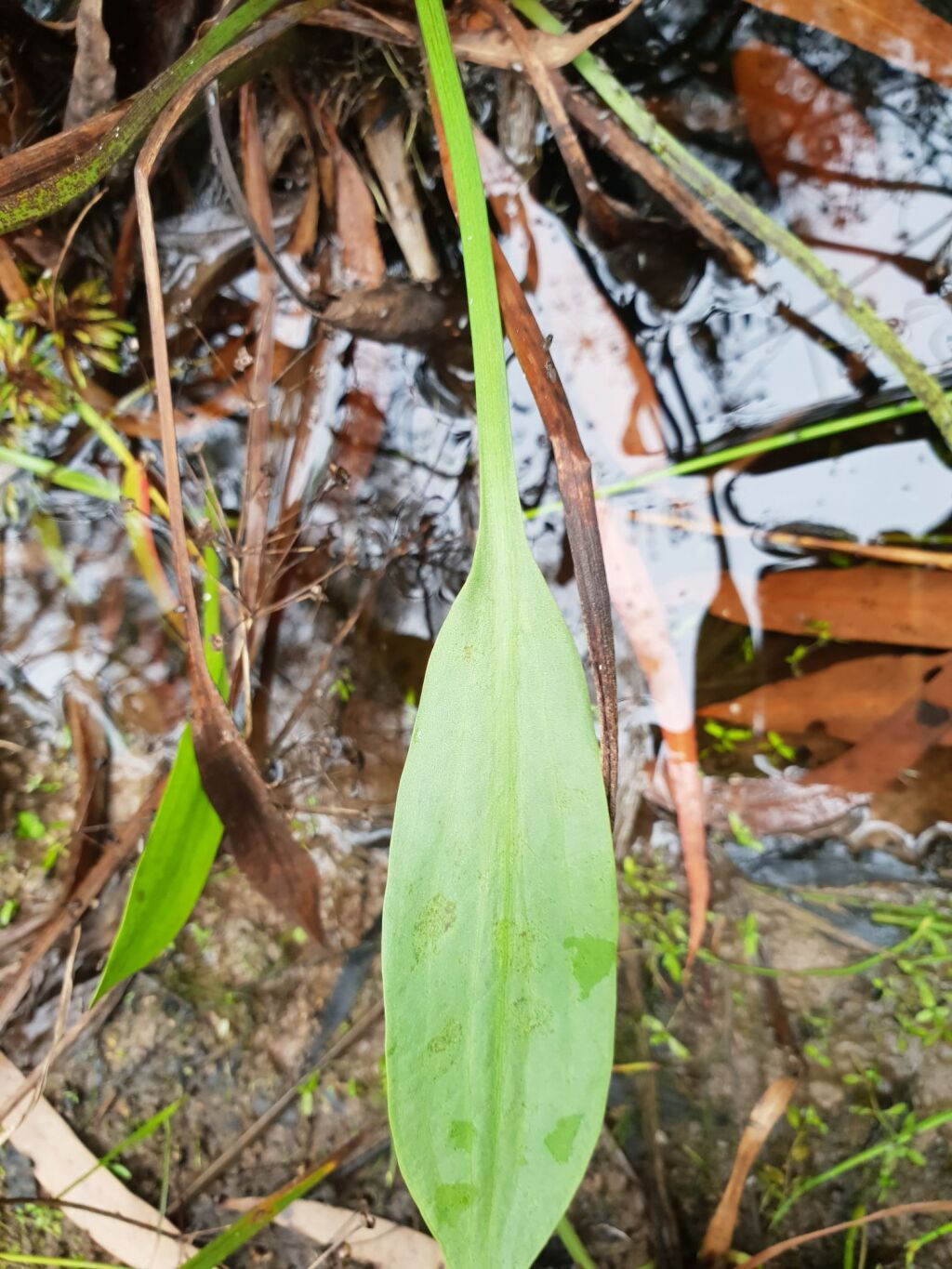 Alisma lanceolatum (hero image)