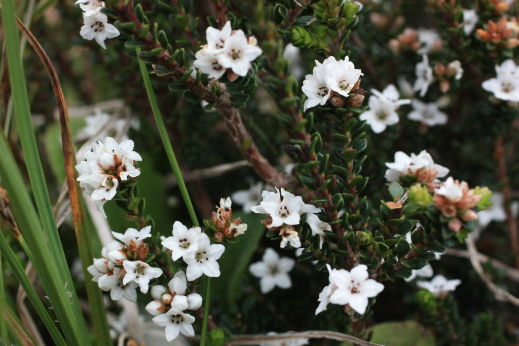 Epacris glacialis (hero image)