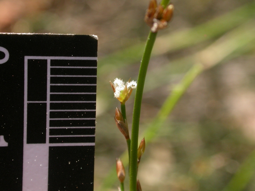 Lepyrodia flexuosa (hero image)