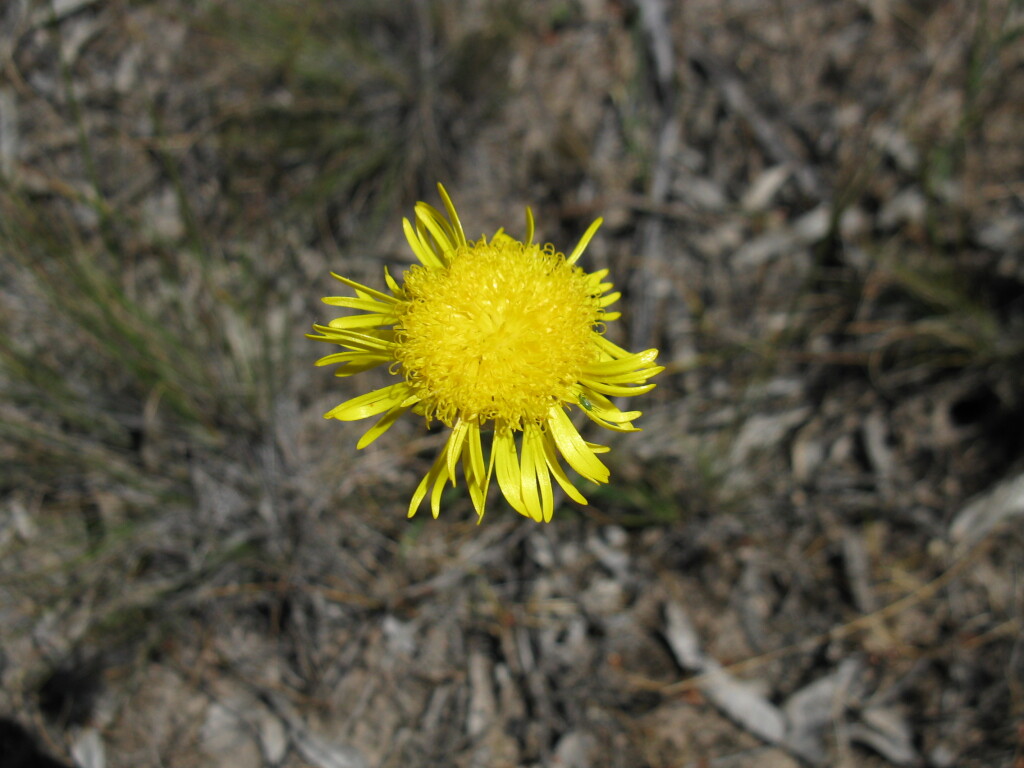 Podolepis decipiens (hero image)