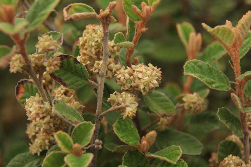 Pomaderris oraria subsp. oraria (hero image)