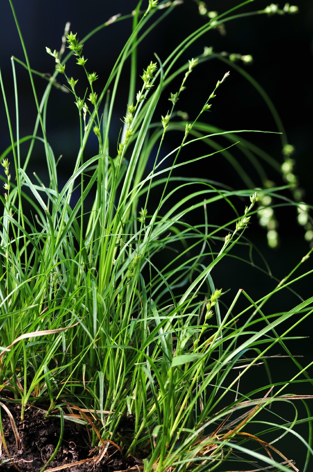 Carex divulsa (hero image)