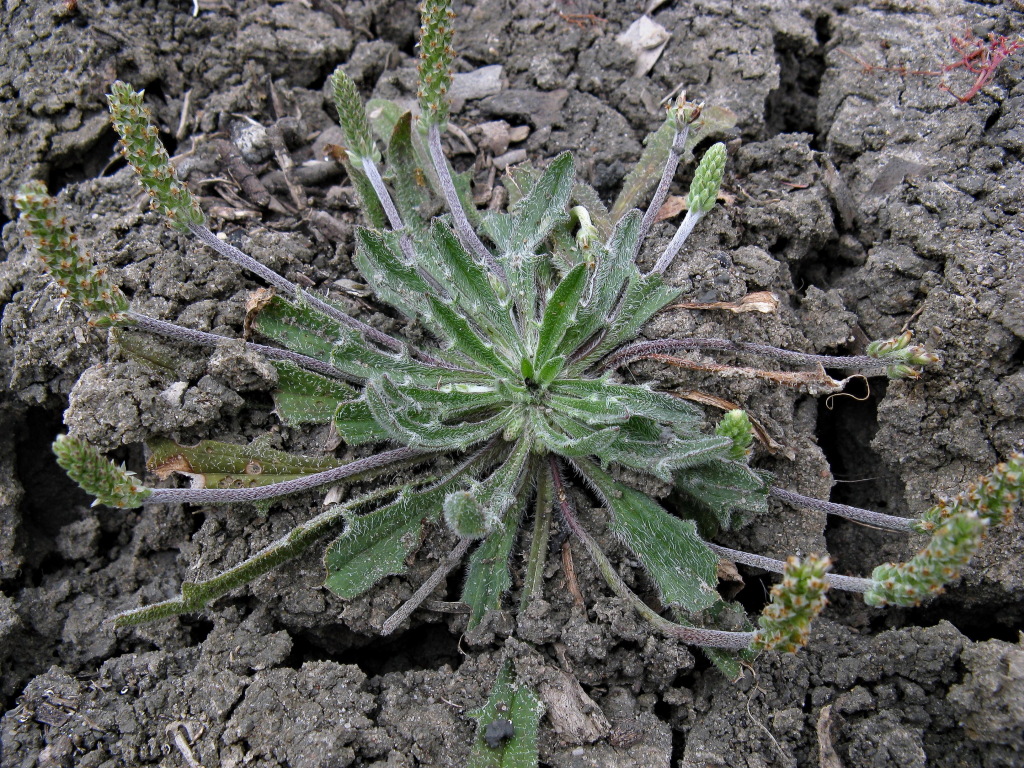 Plantago cunninghamii (hero image)