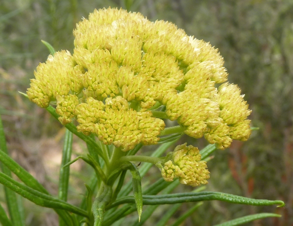 Cassinia ozothamnoides (hero image)