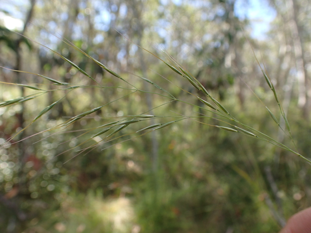 Dichelachne inaequiglumis (hero image)