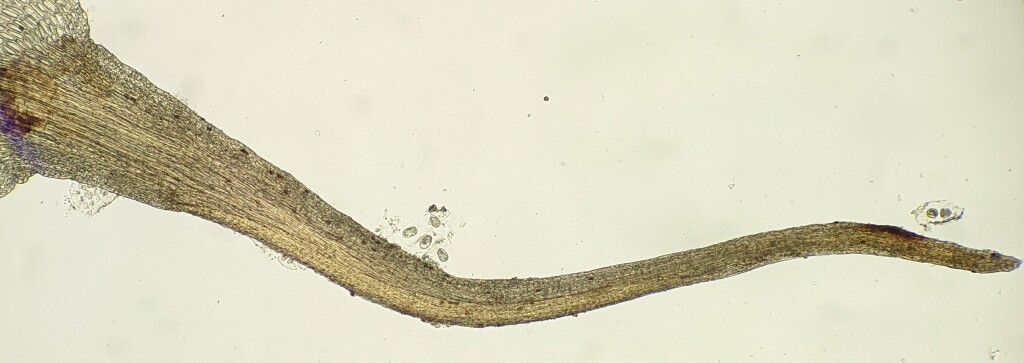 Trematodon suberectus (hero image)