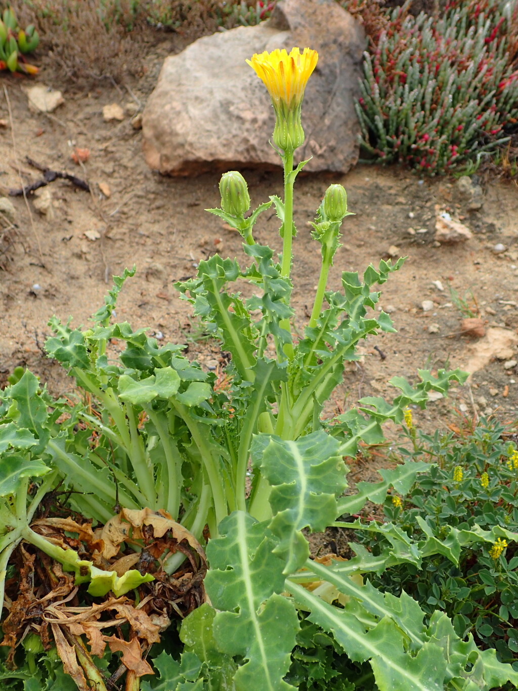 Actites megalocarpus (hero image)