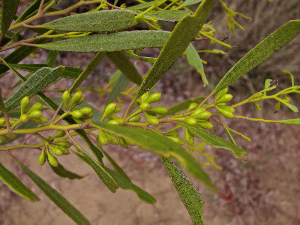 Eucalyptus porosa (hero image)