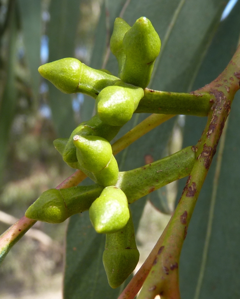 Eucalyptus goniocalyx (hero image)