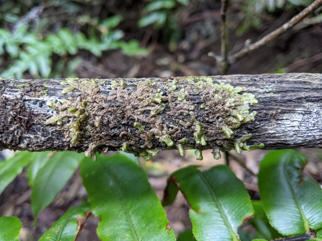 Frullania clavata (hero image)