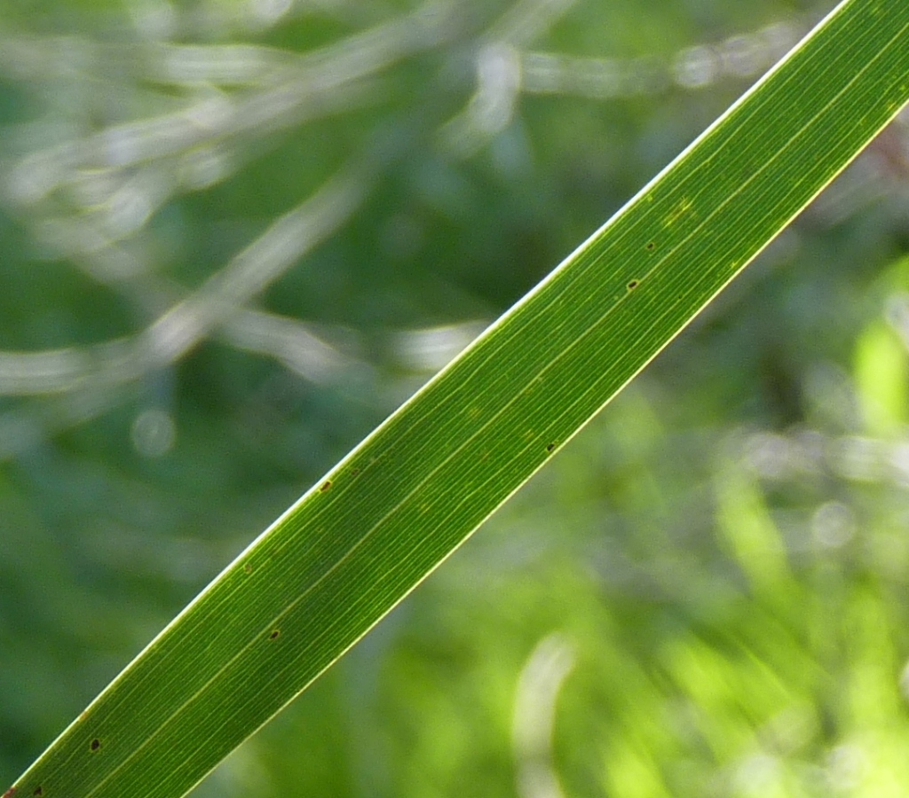 Acacia doratoxylon (hero image)