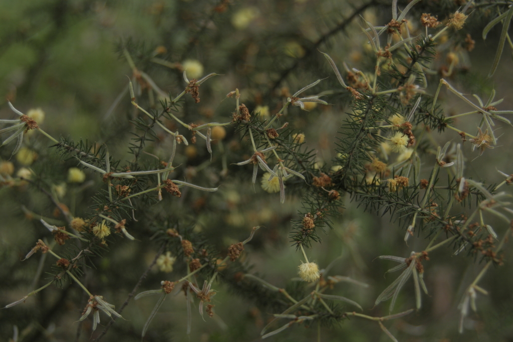 Acacia verticillata subsp. cephalantha (hero image)