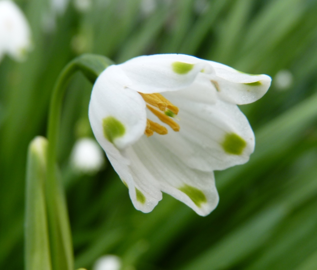 Leucojum (hero image)