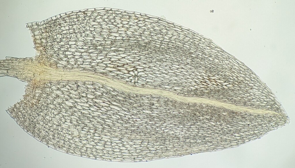 Bryum laevigatum (hero image)