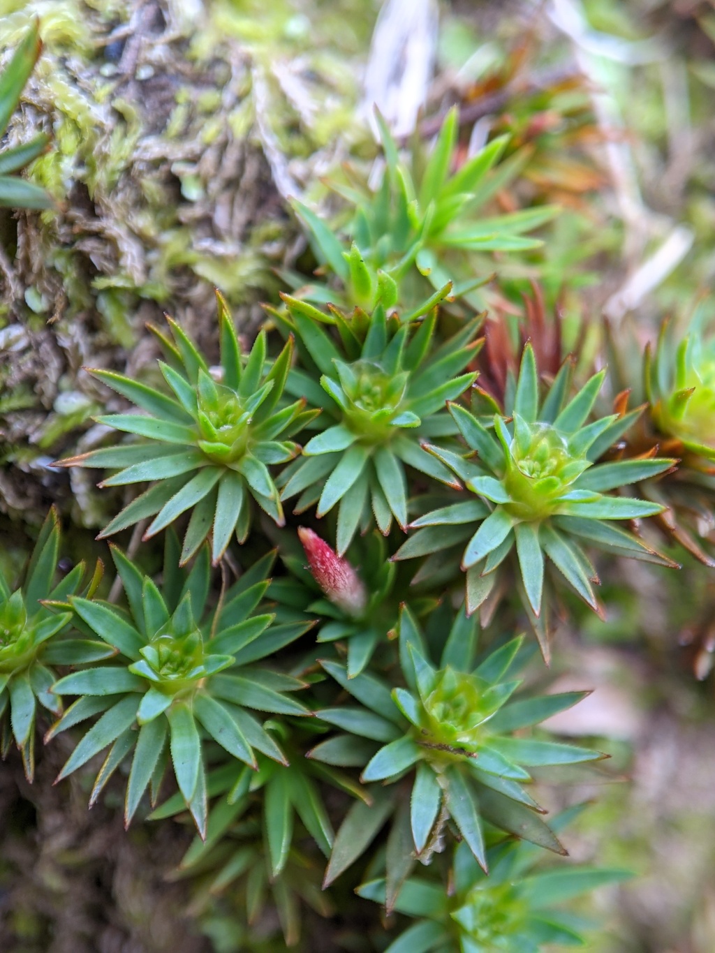 Dawsonia longiseta (hero image)