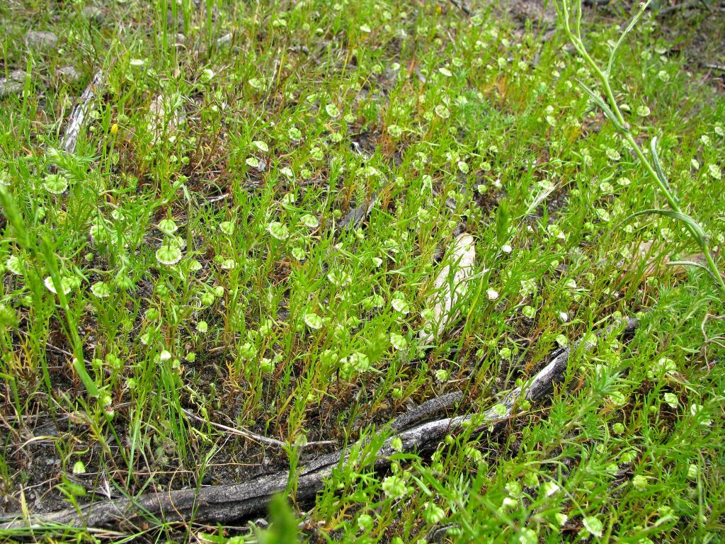 Cotula bipinnata (hero image)