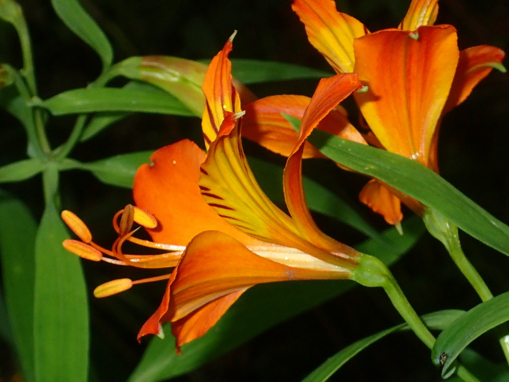 Alstroemeria aurea (hero image)