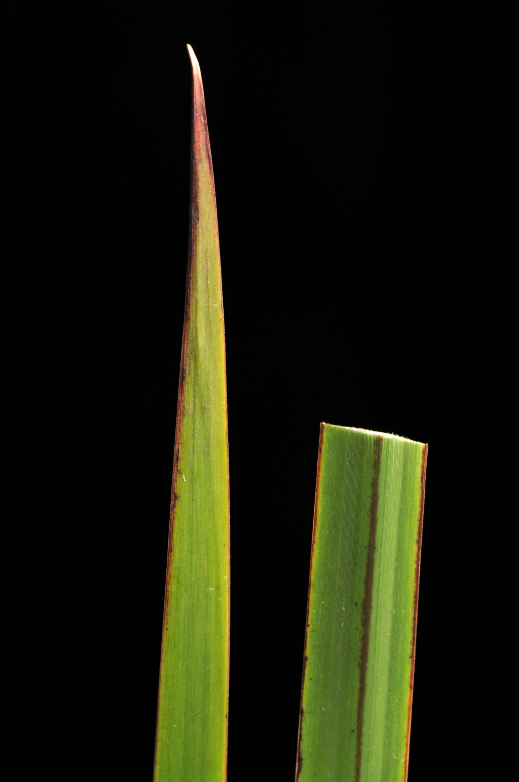 Lepidosperma (hero image)