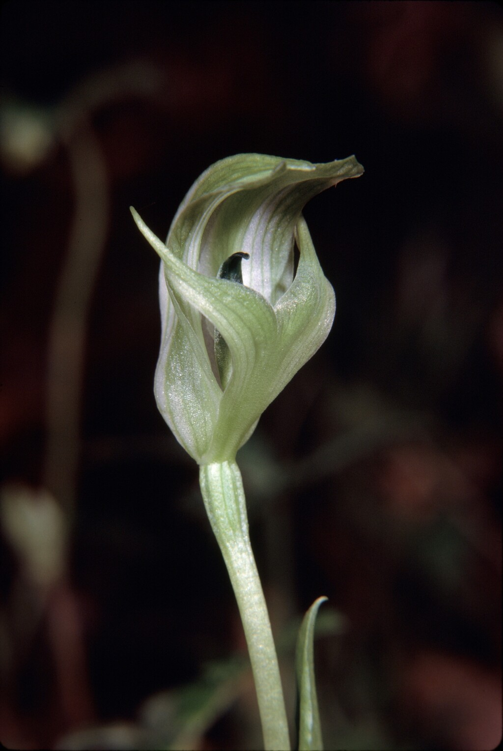 Pterostylis oreophila (hero image)