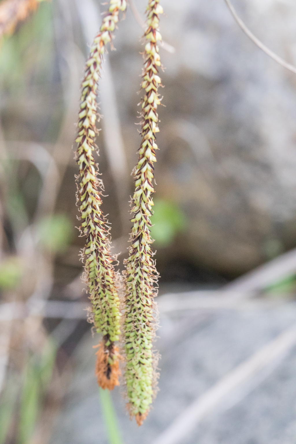 Carex polyantha (hero image)