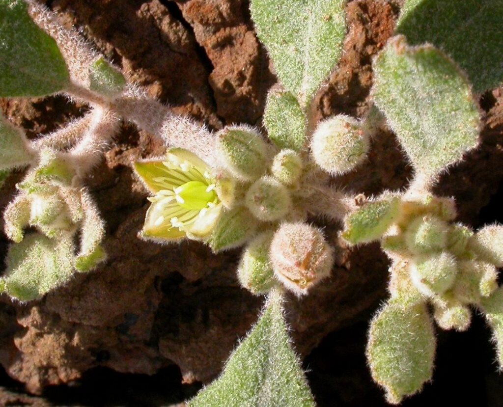 Molluginaceae (hero image)