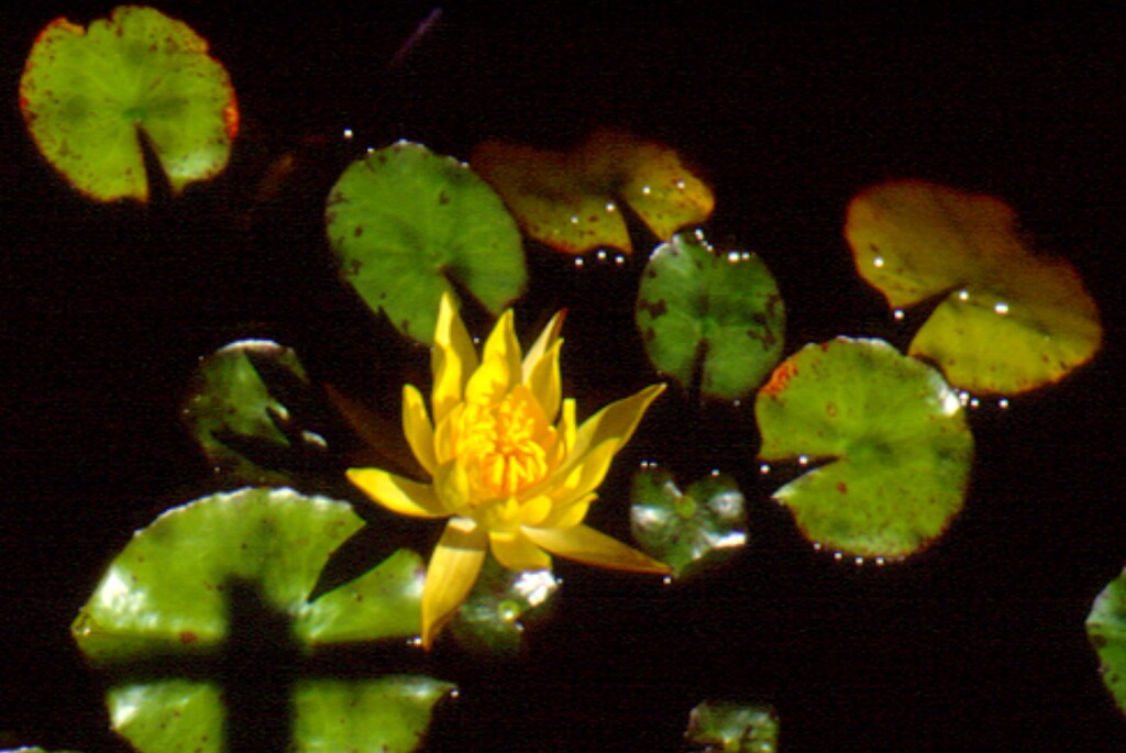 Nymphaea mexicana (hero image)