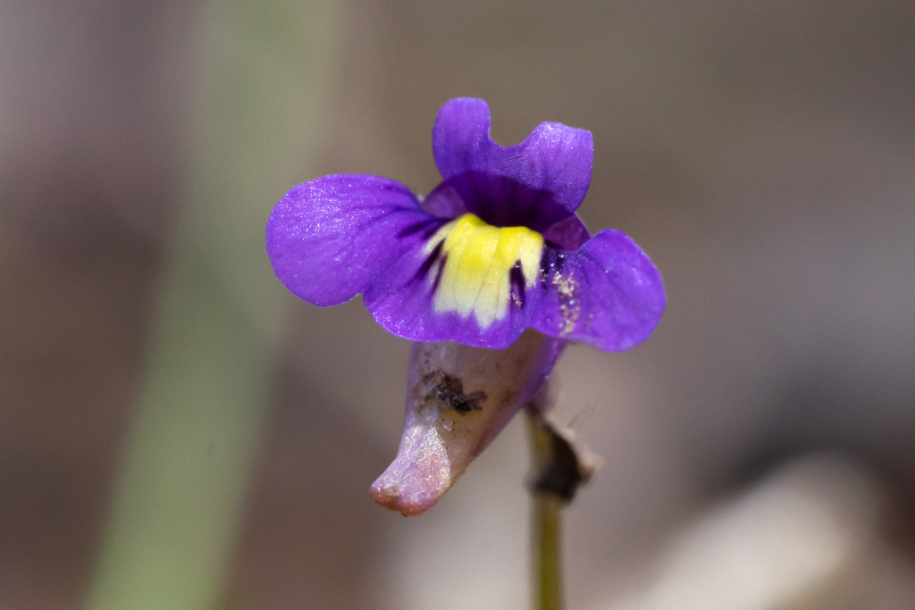 Lentibulariaceae (hero image)