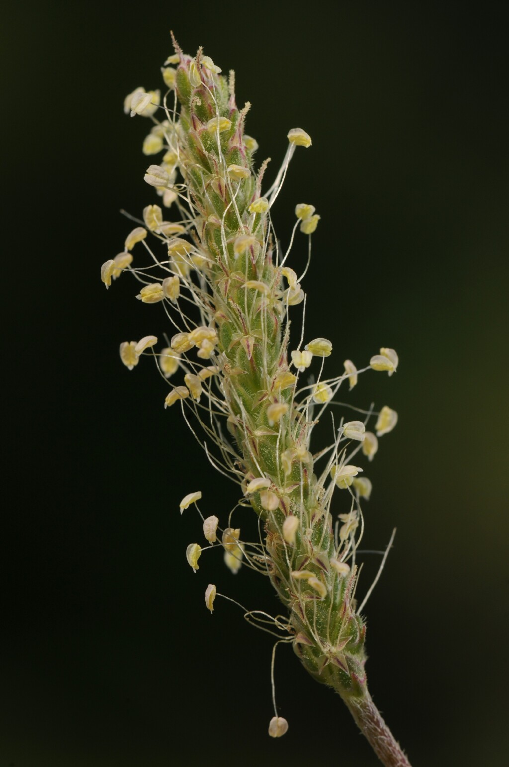 Plantago coronopus subsp. coronopus (hero image)