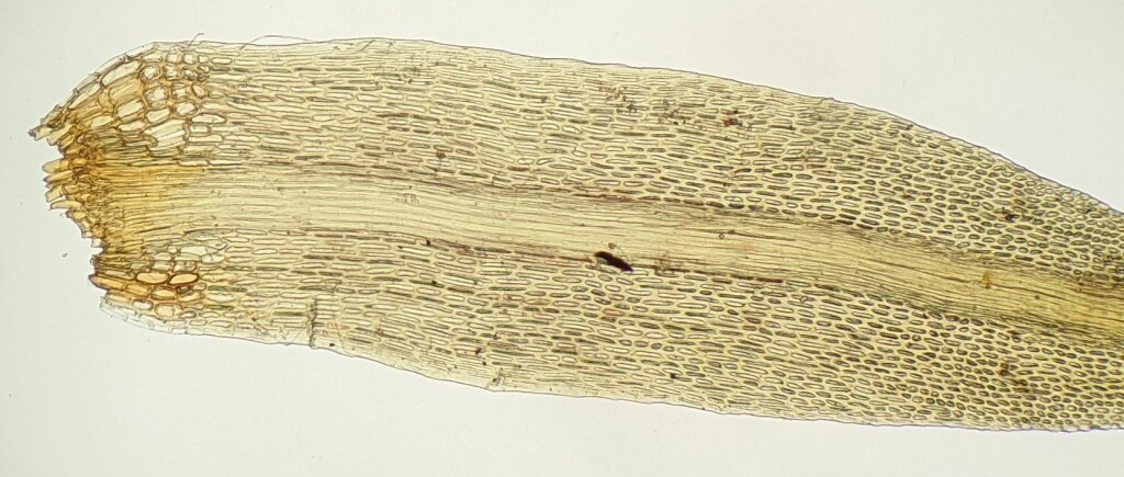 Dicranoloma (hero image)