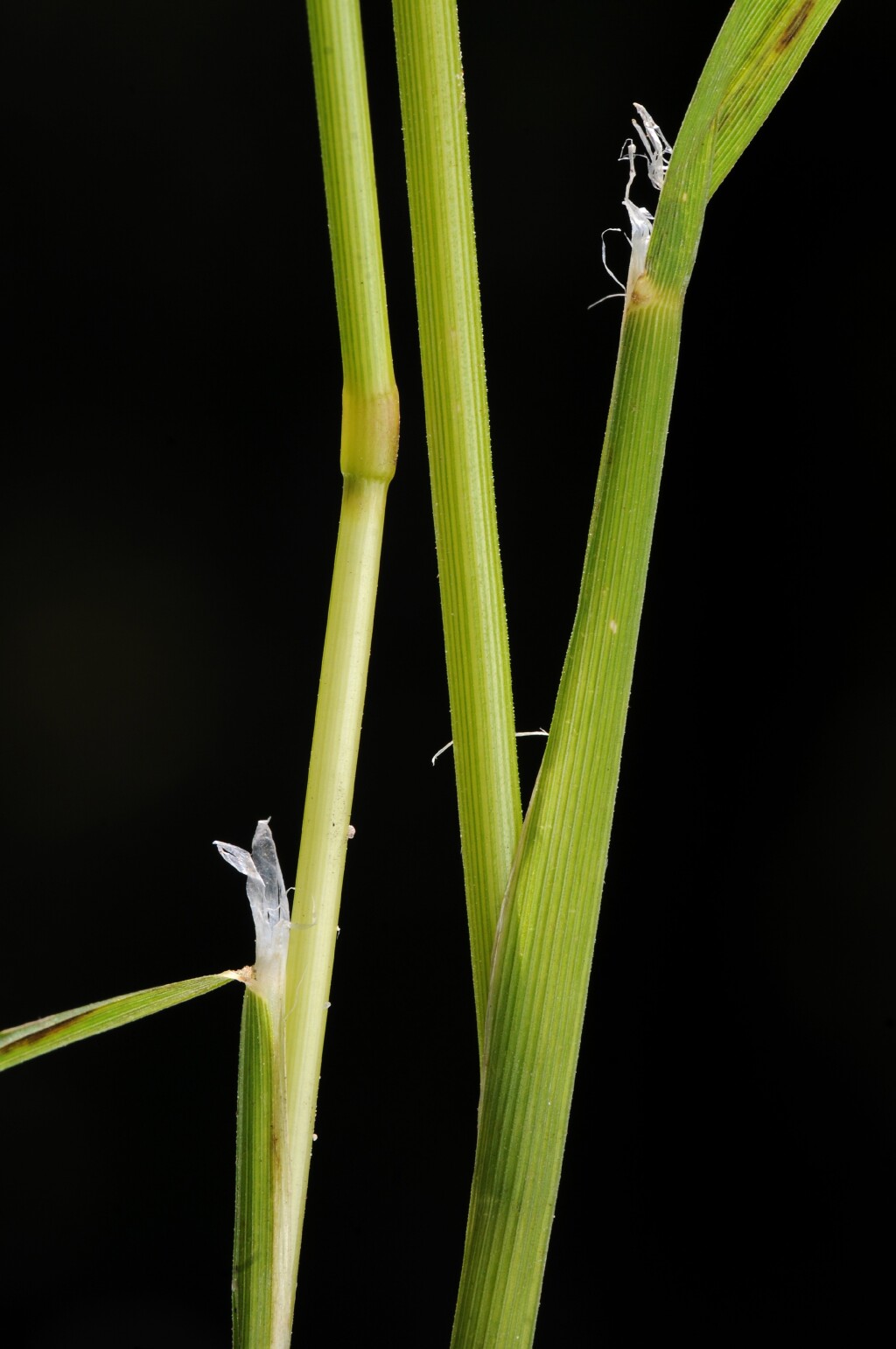 Glyceria australis (hero image)