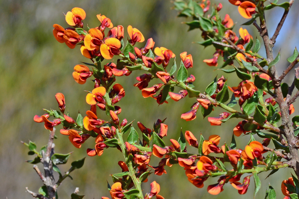 Daviesia ulicifolia subsp. ruscifolia (hero image)