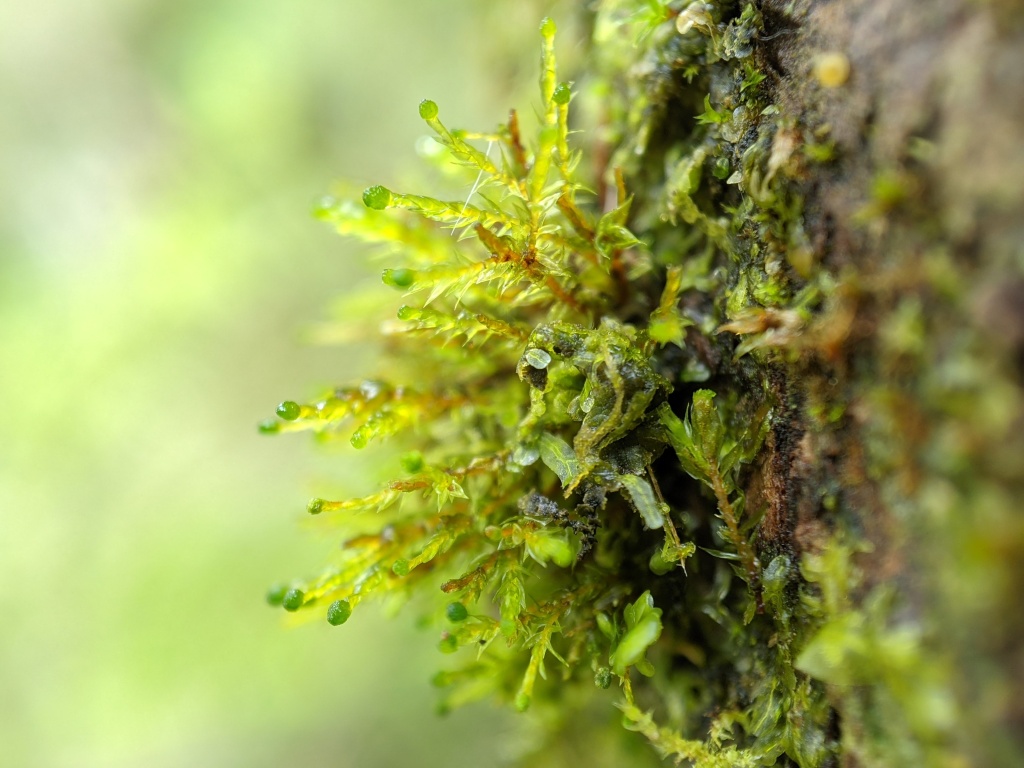 Tetraphidopsis pusilla (hero image)