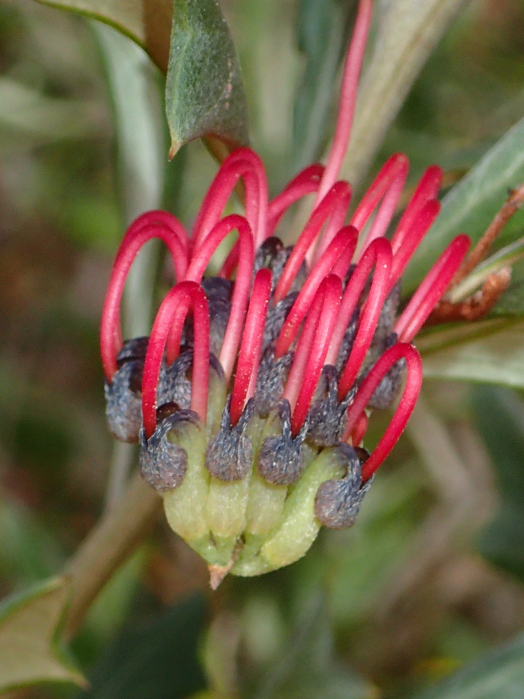 Grevillea (hero image)