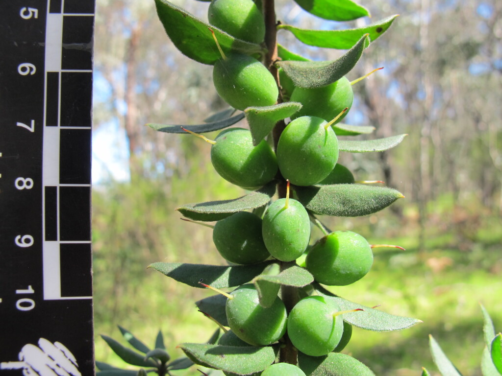 Persoonia rigida (hero image)