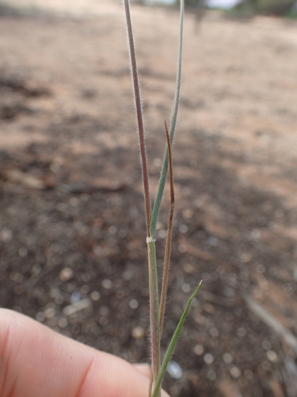Enneapogon avenaceus (hero image)
