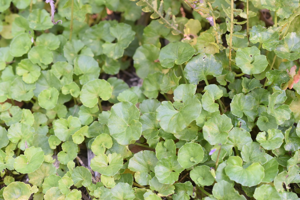 Viola banksii (hero image)