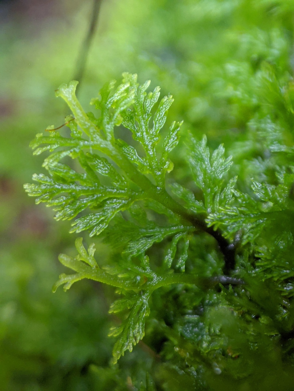 Riccardia eriocaula (hero image)