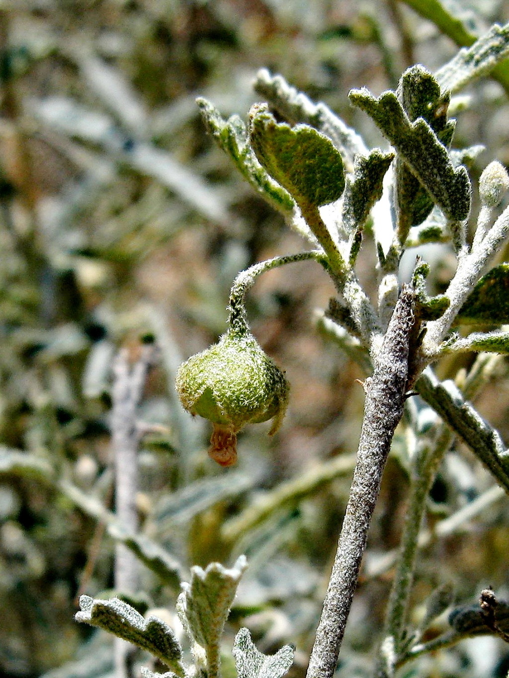 Sida ammophila (hero image)