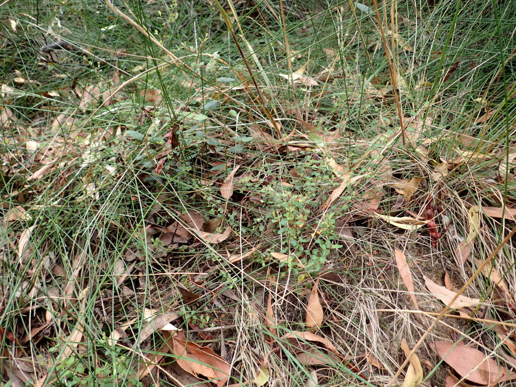 Hibbertia pallidiflora (hero image)