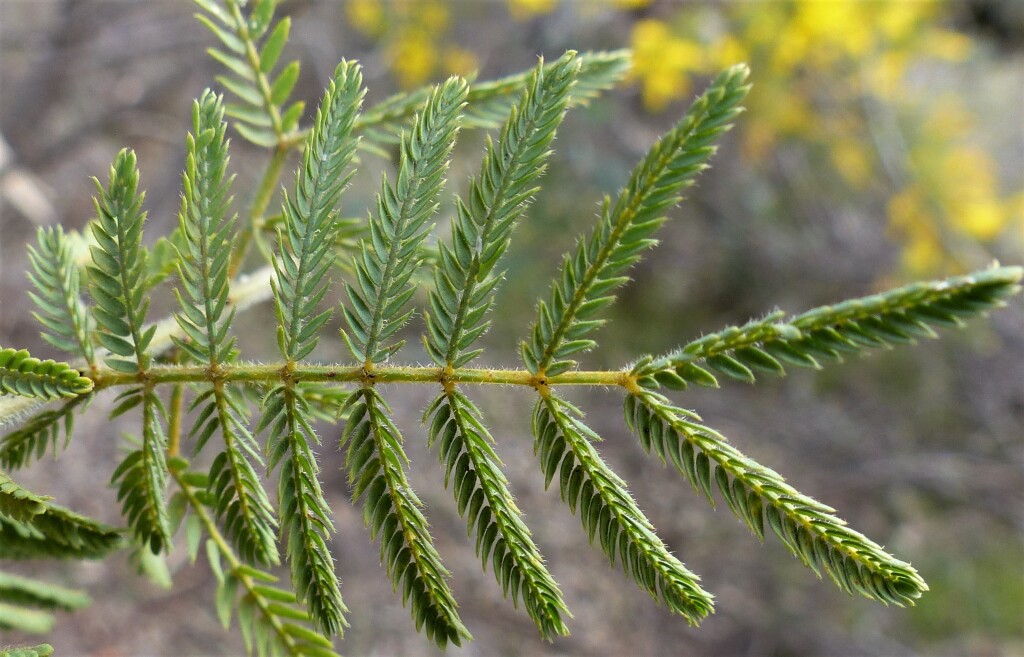 Acacia cardiophylla (hero image)